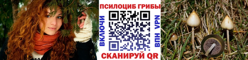 где можно купить наркотик  Сковородино  Псилоцибиновые грибы Psilocybe 